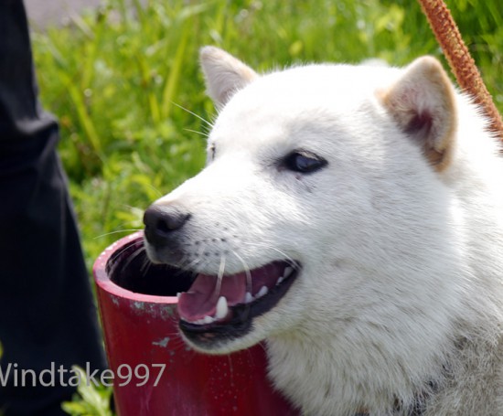 北海道犬