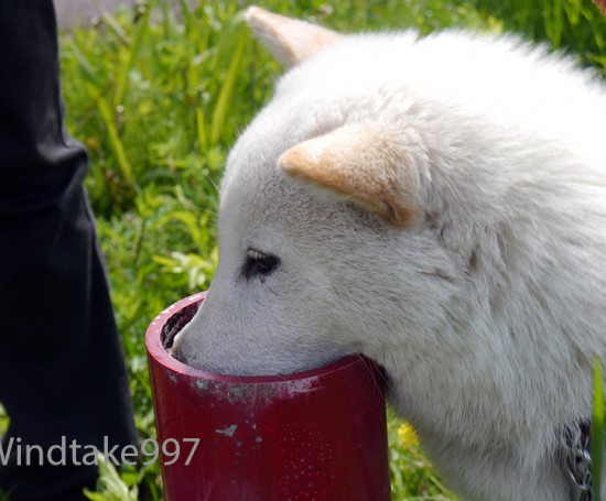 北海道犬