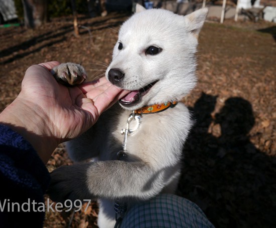 北海道犬