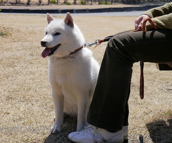 北海道犬