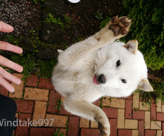 北海道犬