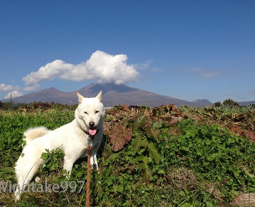 北海道犬