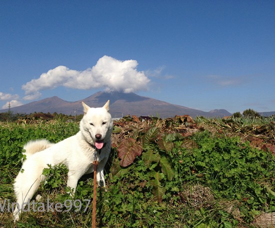 北海道犬