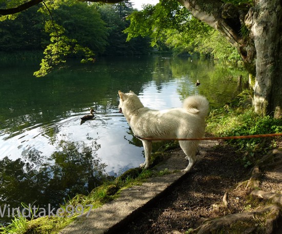 北海道犬