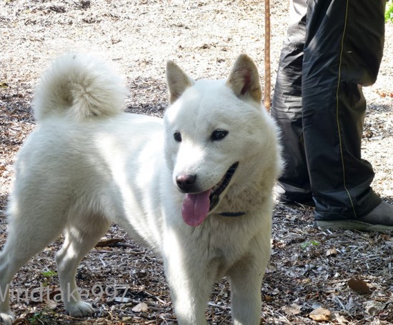 北海道犬