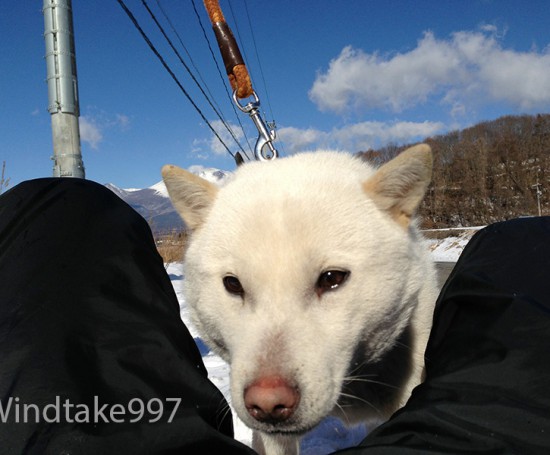 北海道犬