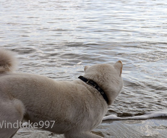 北海道犬