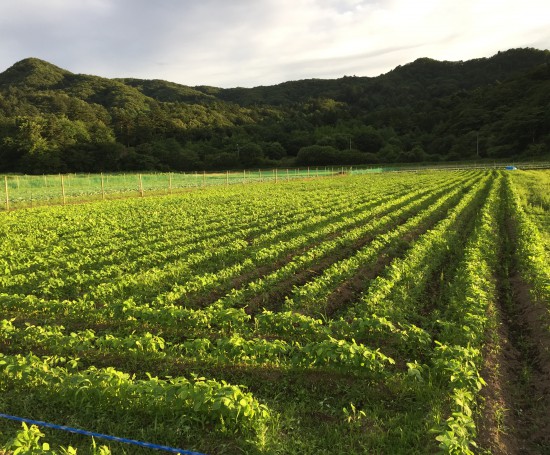 白ほたる豆腐店 自家農園について